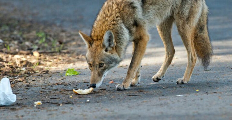 10 Scents That Attract Coyotes To Your Yard (And 4 That’ll Keep Them Far Away)