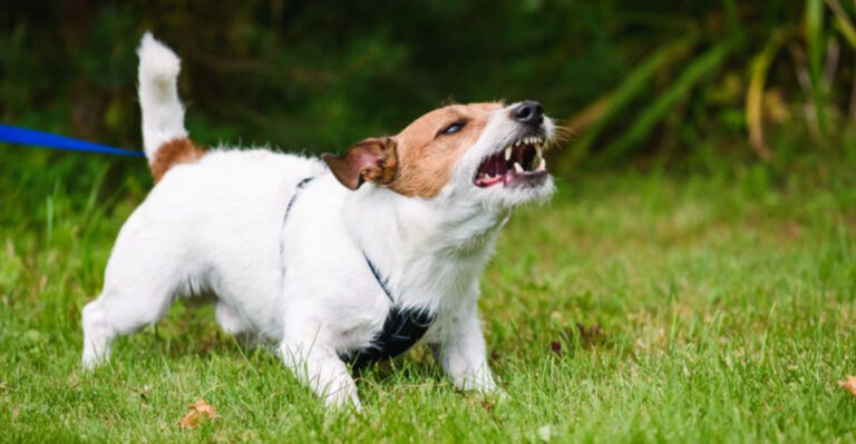10 Small Dog Breeds Brave Enough To Stand Up To Coyotes