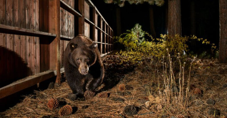 10 States Where Owning A Pet Bear Is Legal