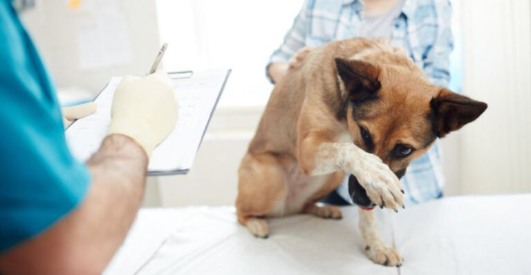 10 Things That Terrify Dogs & 9 Tricks To Instantly Calm Them