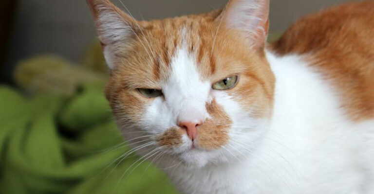 10 U.S. States With The Strangest Cat Laws