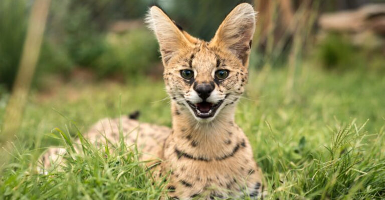 10 Wild Animals That Can Be Tamed And 9 You Absolutely Shouldn’t