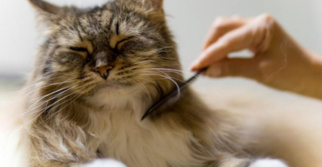 Stunning Shaping Healthy Habits With Long Haired Cats image