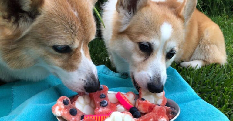11 DIY Frozen Treats To Keep Your Dog Cool And Refreshed This Summer