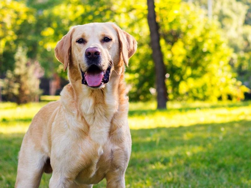 Labrador Retriever