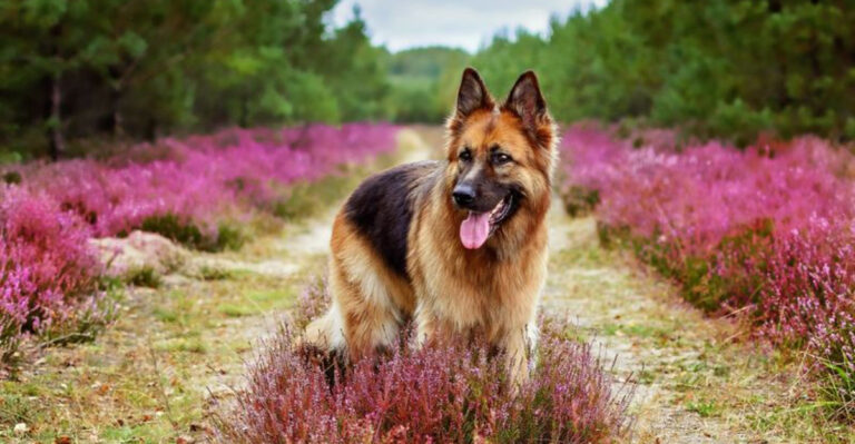 11 Dogs Perfect For Beginners And 10 For Experienced Owners