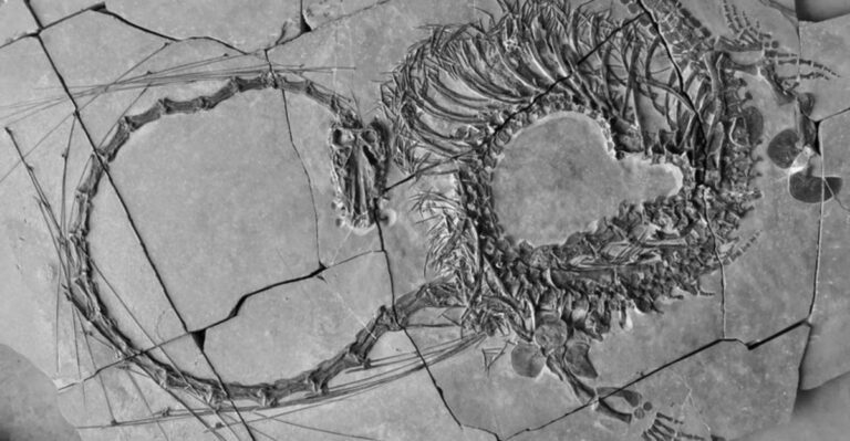11 Fascinating Discoveries From An Ancient Fossil Find