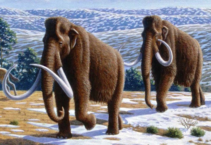 Woolly Giants Of The Ice Age