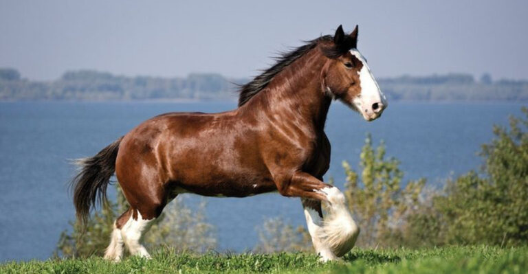 11 Horse Breeds That Bond With You For Life (Not Just The Trail)