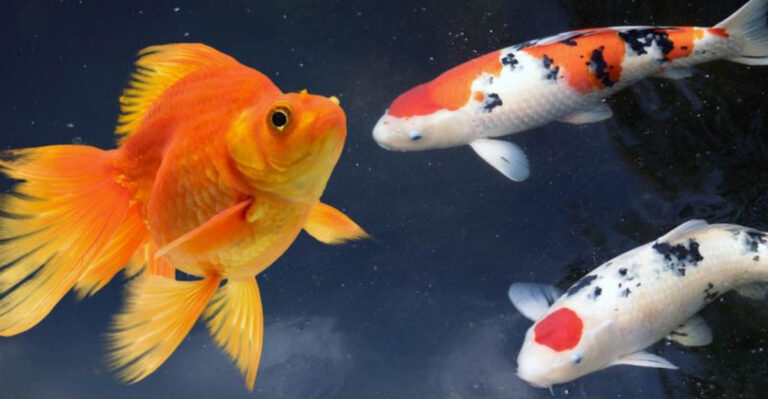 11 Key Differences Between The Koi Fish And The Goldfish