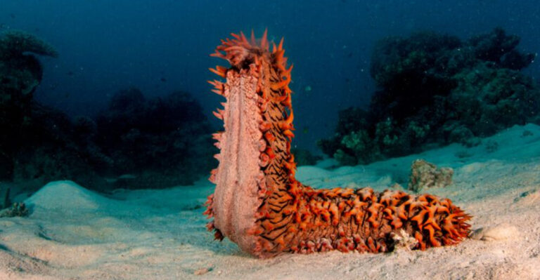 11 Ocean Animals That Are Perfectly Built For Survival
