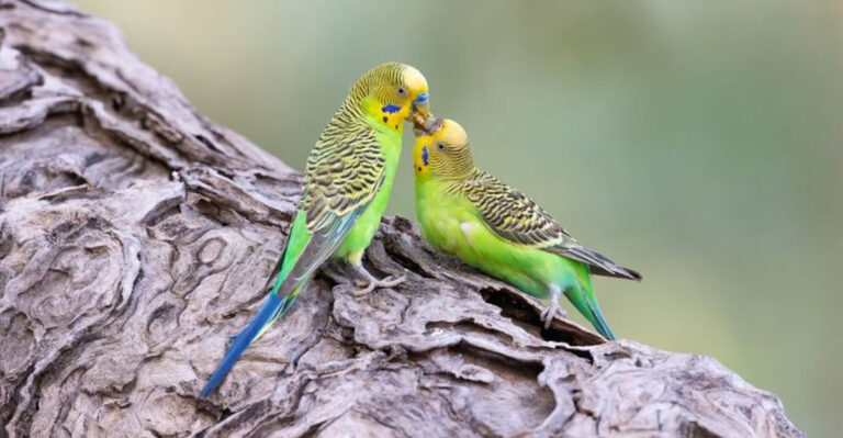 11 Pet Birds That Are More Demanding Than A Toddler