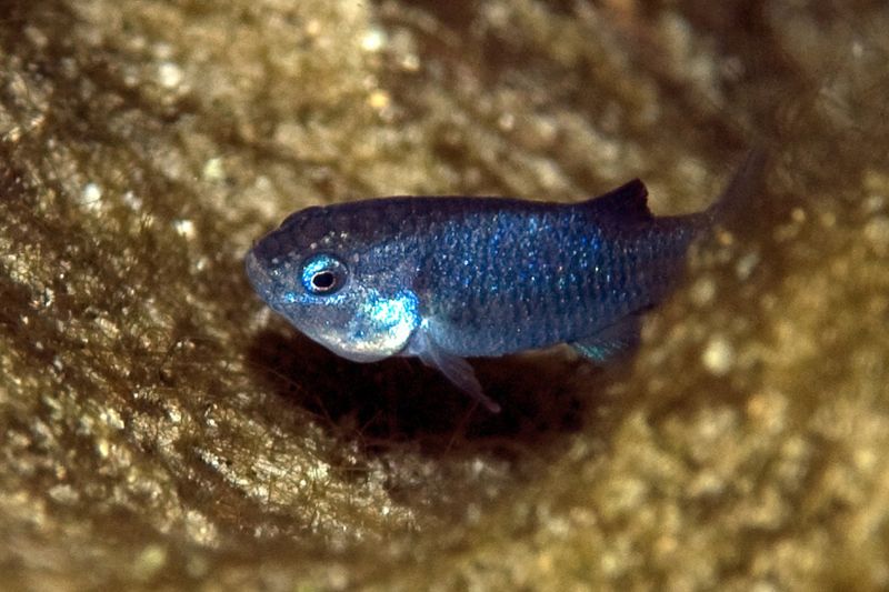 Tecopa Pupfish