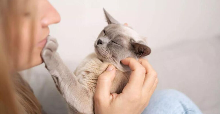 12 Best Cat Breeds For Introverted Owners