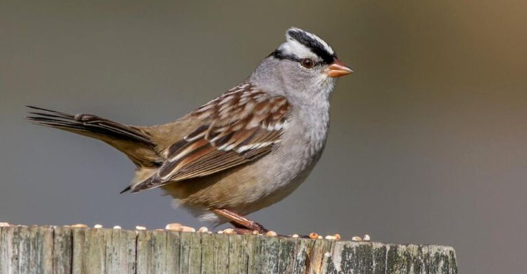 12 Birds That Lay Most Eggs Per Year