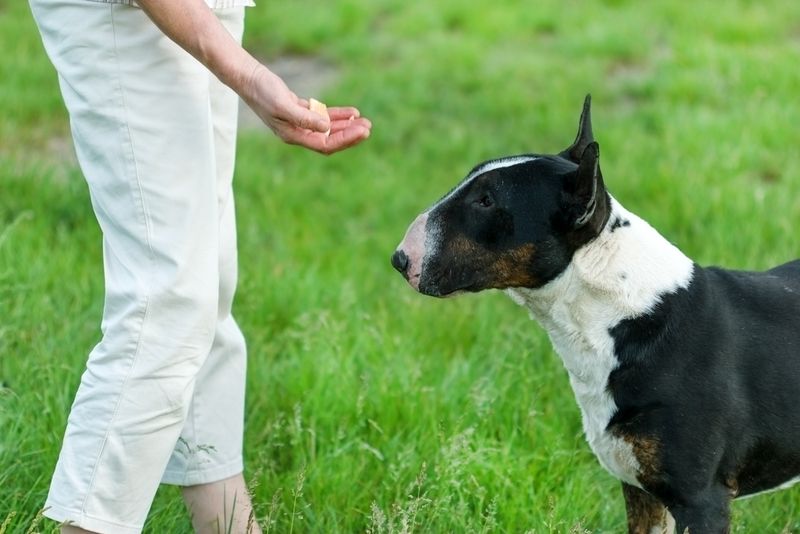 Stubbornness In Obedience