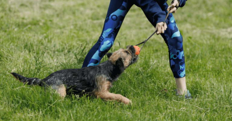12 Common Terrier Training Challenges (And How To Master Them)