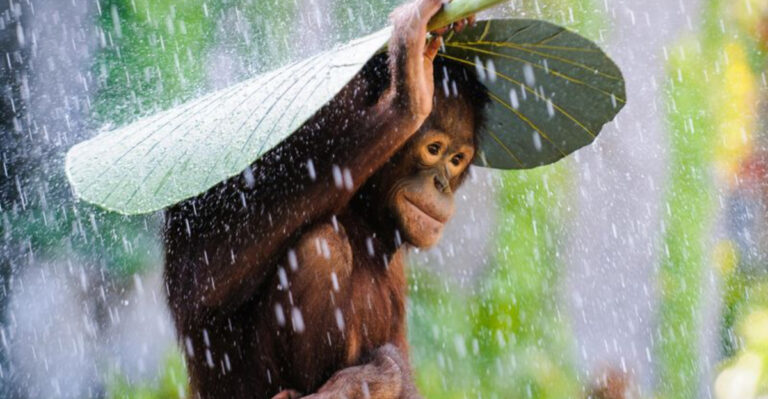12 Creatures With Surprisingly Advanced Tools They’ve Created Naturally