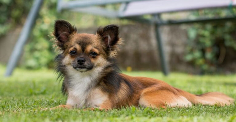 12 Dog Breeds Once Honored By Ancient Civilizations