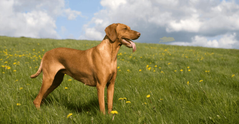 12 Dog Breeds That Are Rapidly Gaining Popularity