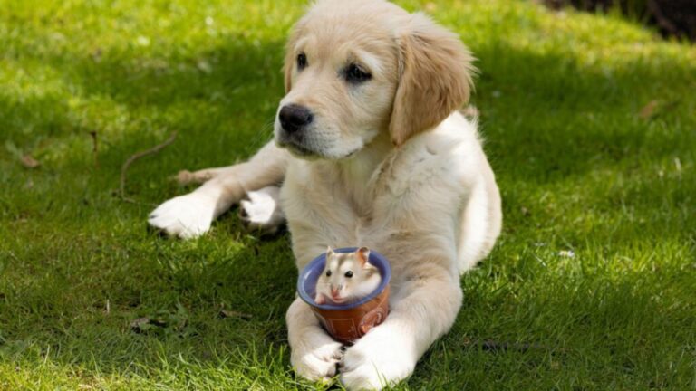 12 Dog Breeds That Can’t Be Trusted Around Smaller Pets