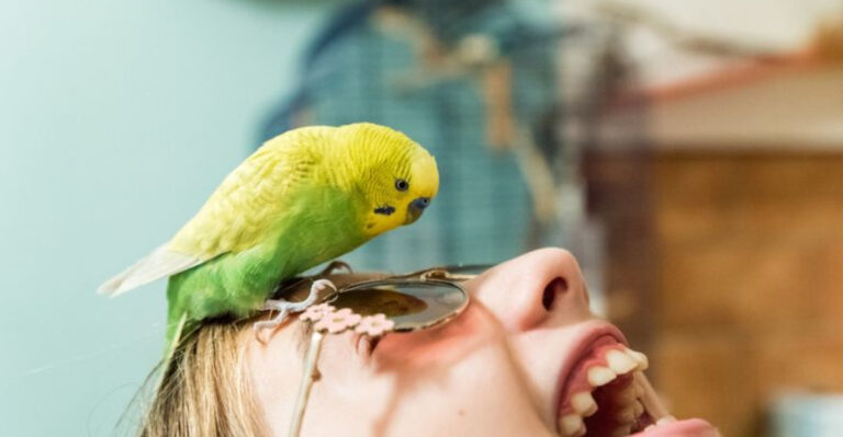 12 Essential Things Every Budgie Owner Needs To Know