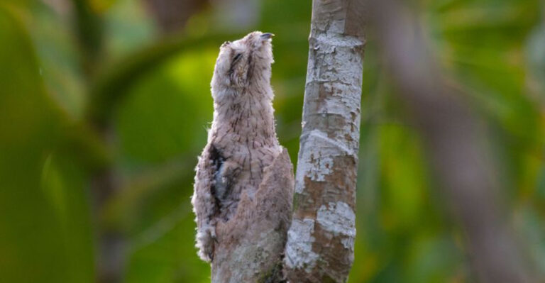 12 Facts About The Great Potoo: The ‘Tree Stump’ Bird That Can See With Eyes Closed