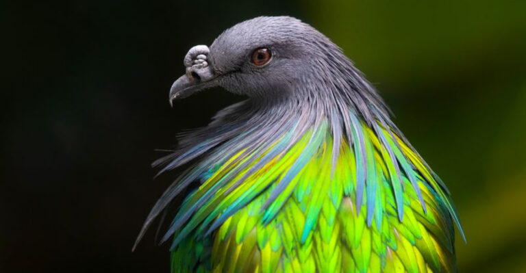 12 Facts About The Nicobar Pigeon: The Last Living Link To The Dodo