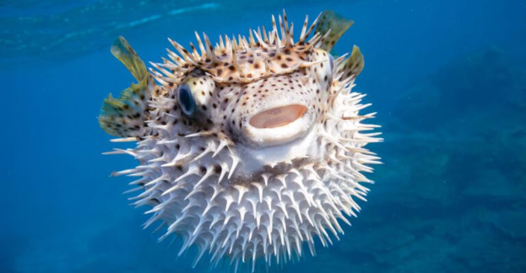 12 Fascinating Facts About Pufferfish: The Inflating Intimidators
