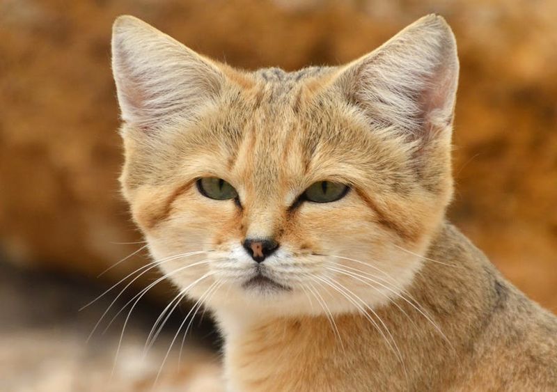 Sand Cats: Tiny Yet Tough