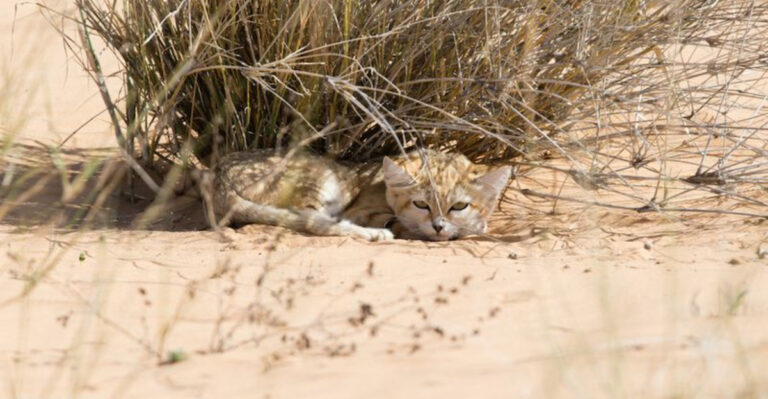 12 Fun Facts About The Mysterious Sand Cat