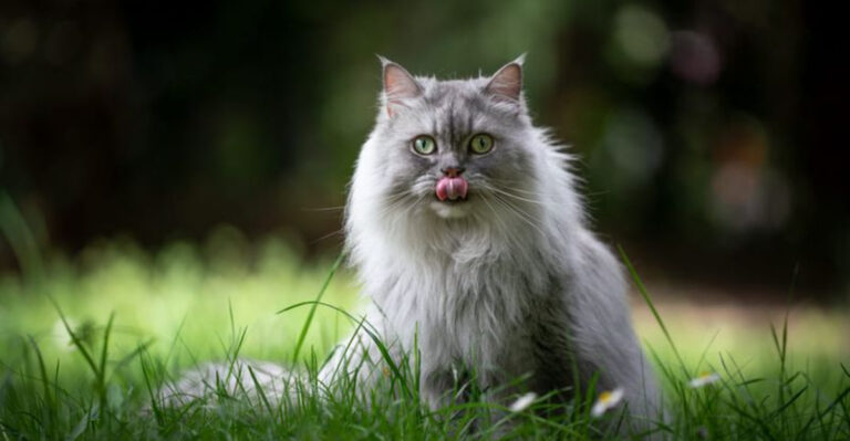 12 Gorgeous Long-Haired Cat Breeds That Will Wow You