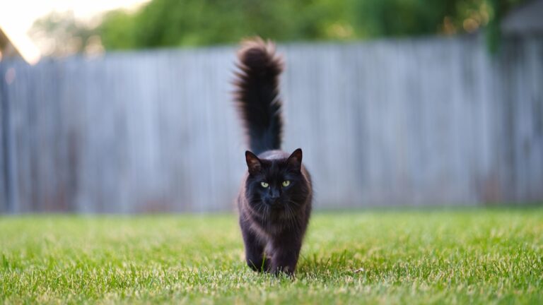 12 Hidden Charms Of Black Cats As Pets