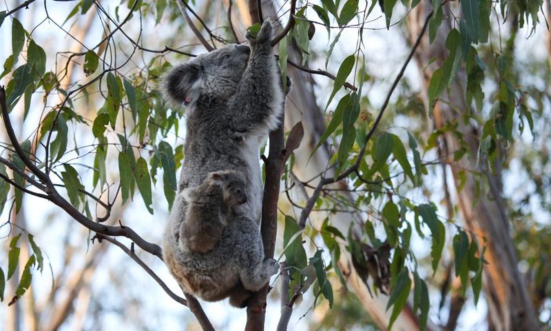 Climbing Trees Like Experts