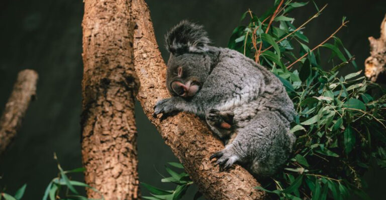 12 Koala Behaviors That Will Make You Smile On National Wild Koala Day