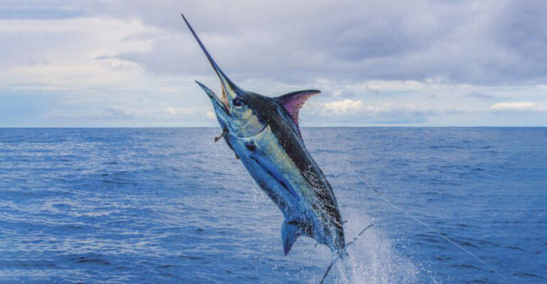 12 Massive Fish That Are Still Being Hunted