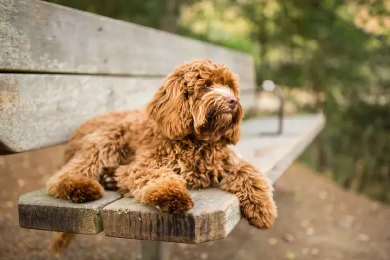 Labradoodle
