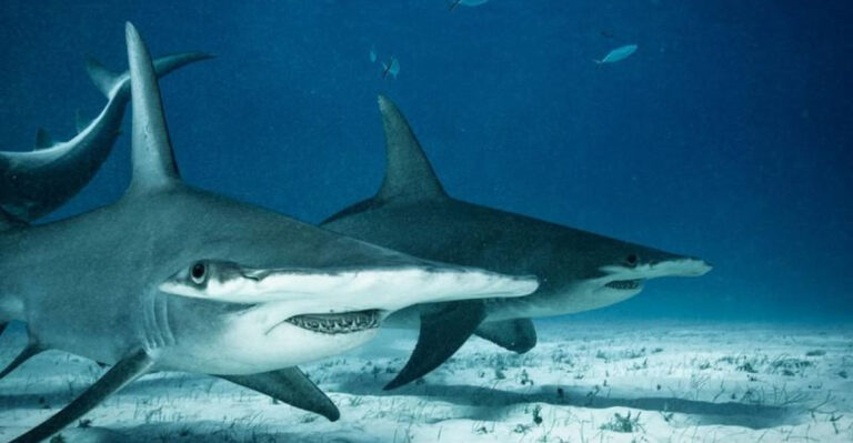 12 Myths And Facts That Make Sharks Seem Scary