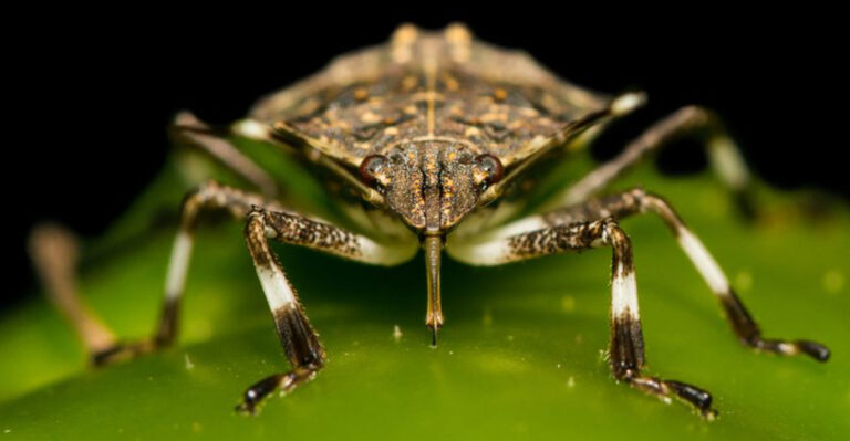12 Natural Ways To Banish Stink Bugs From Your Home