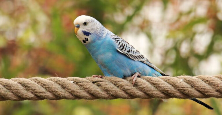 12 Pet Birds That Are Surprisingly Smart