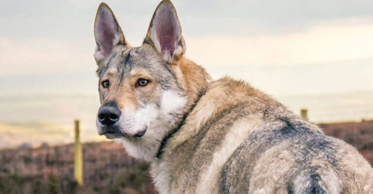 12 Rare Dog Breeds With Expensive Health Care Costs