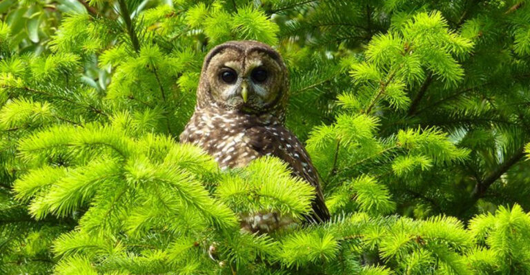 12 Rarest Forest Creatures Hiding In The U.S.