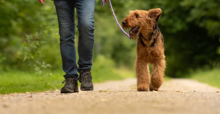 12 Reasons Dog Walks Are A Game Changer For Your Dog’s Health
