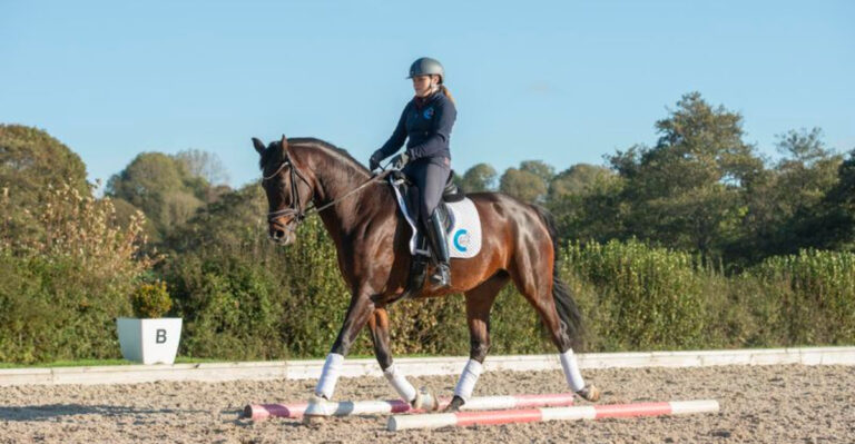 12 Reasons Gaited Horses Are The Best Choice For Riders With Back Pain