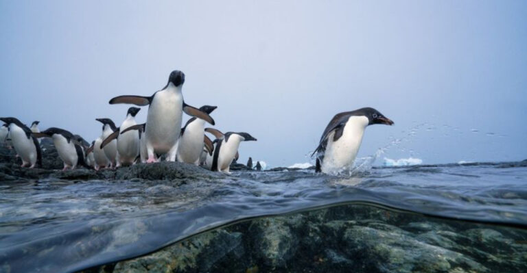 12 Reasons Penguins Need Our Attention