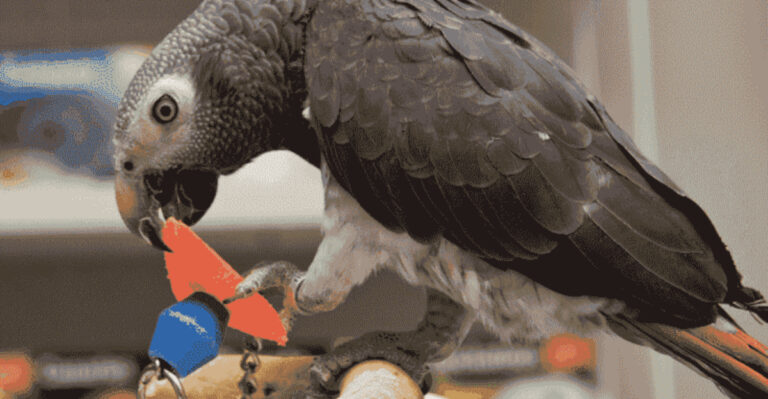12 Reasons Why Birds Love To Chew On Things