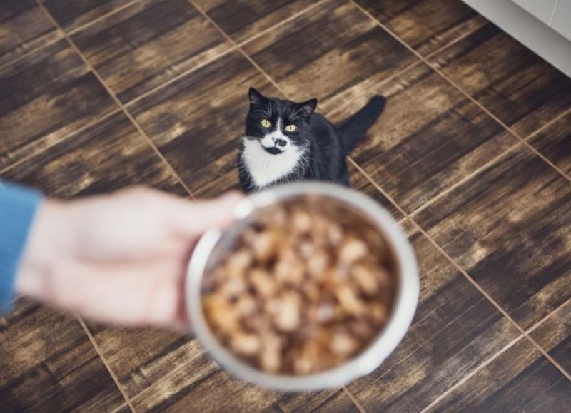Hunger Pangs