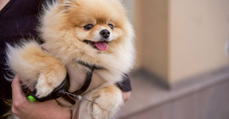 12 Small Dog Breeds That Weigh Less Than A Bag Of Sugar