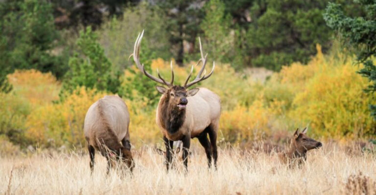 12 States With The Most Elk Roaming The Wild