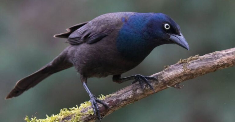 12 Striking Black Birds That Resemble Crows